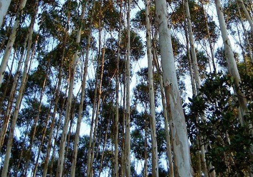 Preservação do Meio Ambiente